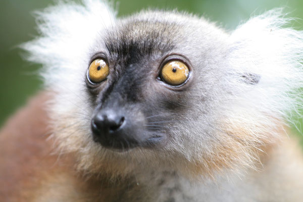 Lémurien de Madagascar