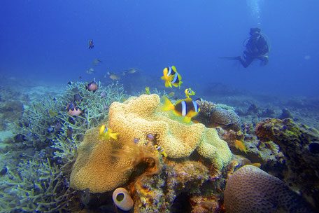 Diving sites in Madagascar